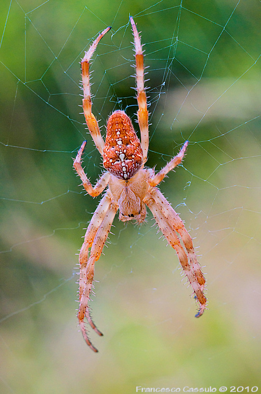 Araneus diadematus